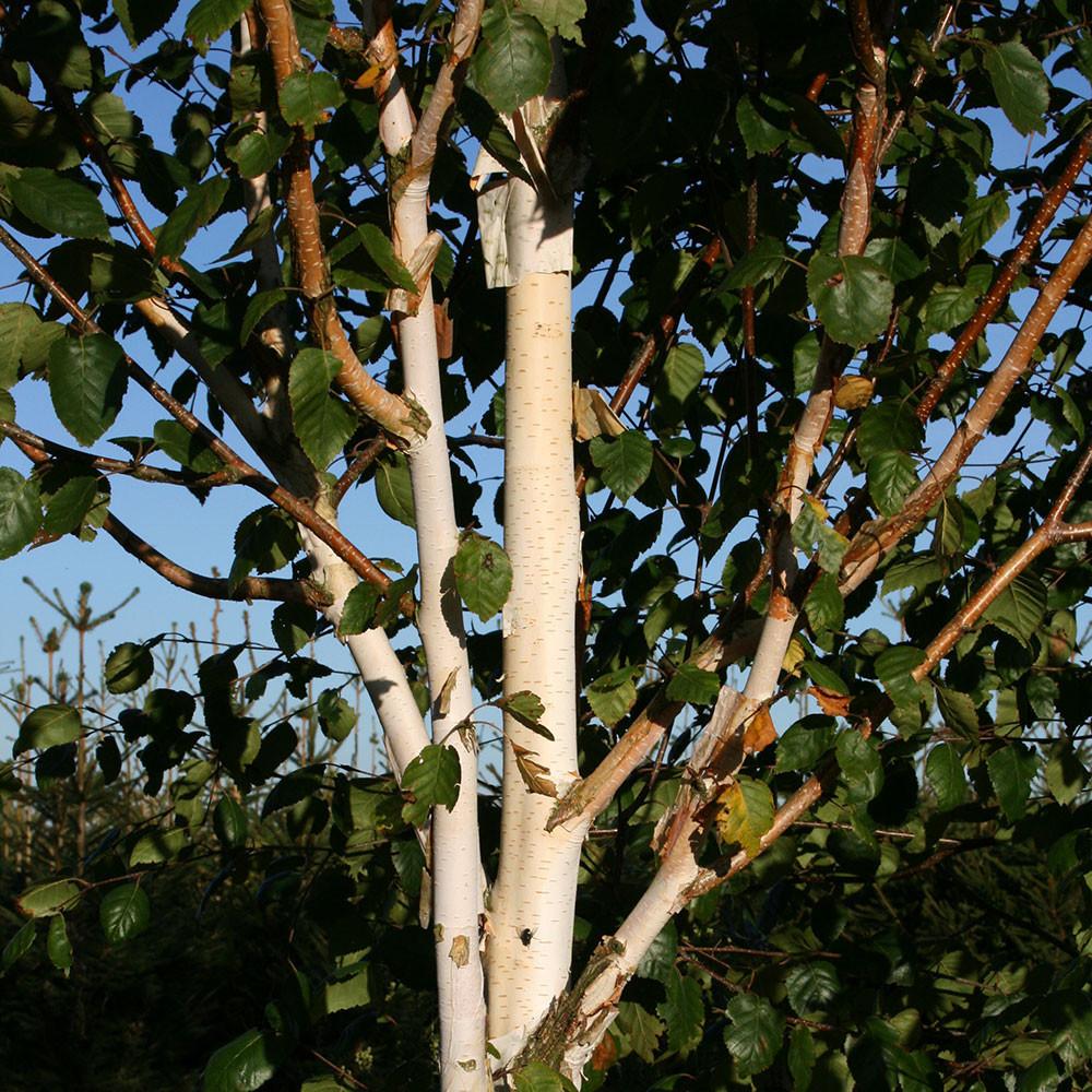 Betula Jacquemontii 4-6cm fth rb